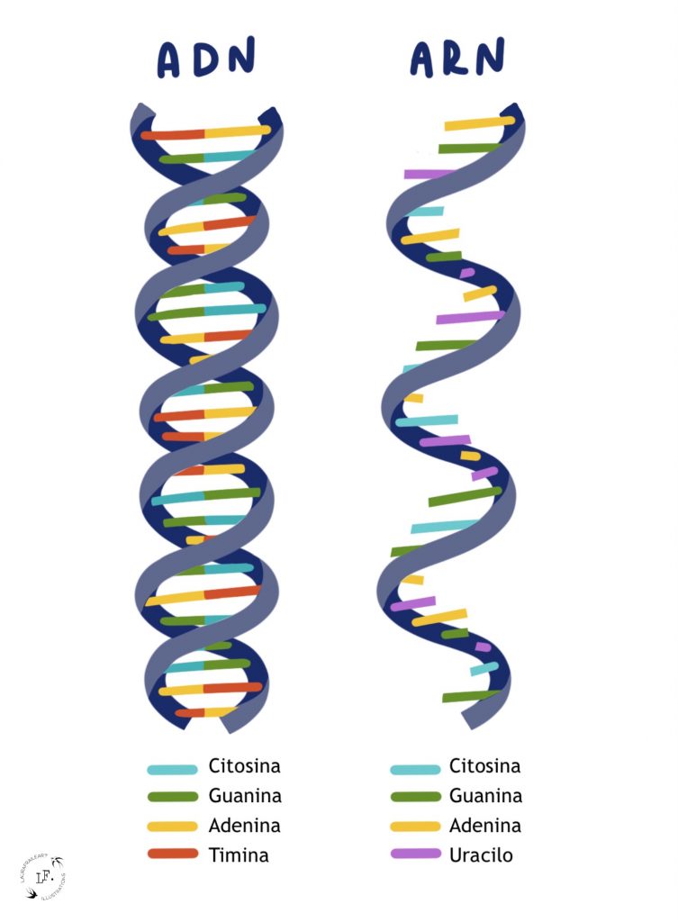 Comparación del ADN y ARN