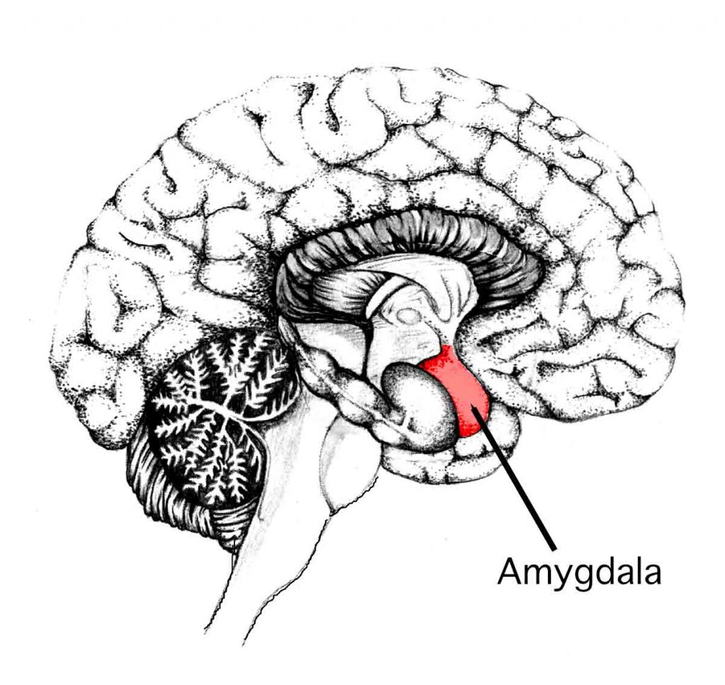 Ilustración de un cerebro visto desde el lateral derecho y en el que la amígdala destaca en rojo. Relacionada con que las emociones ayudan a almacenar recuerdos.