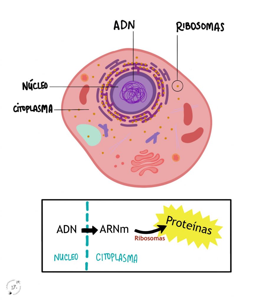 Proceso de formación de proteínas a través del ARN y los ribosomas
