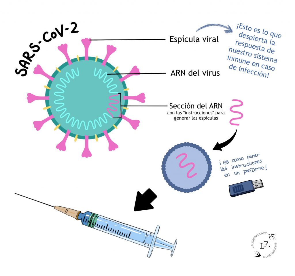 Esquema de la creación de la vacuna contra la COVID-19