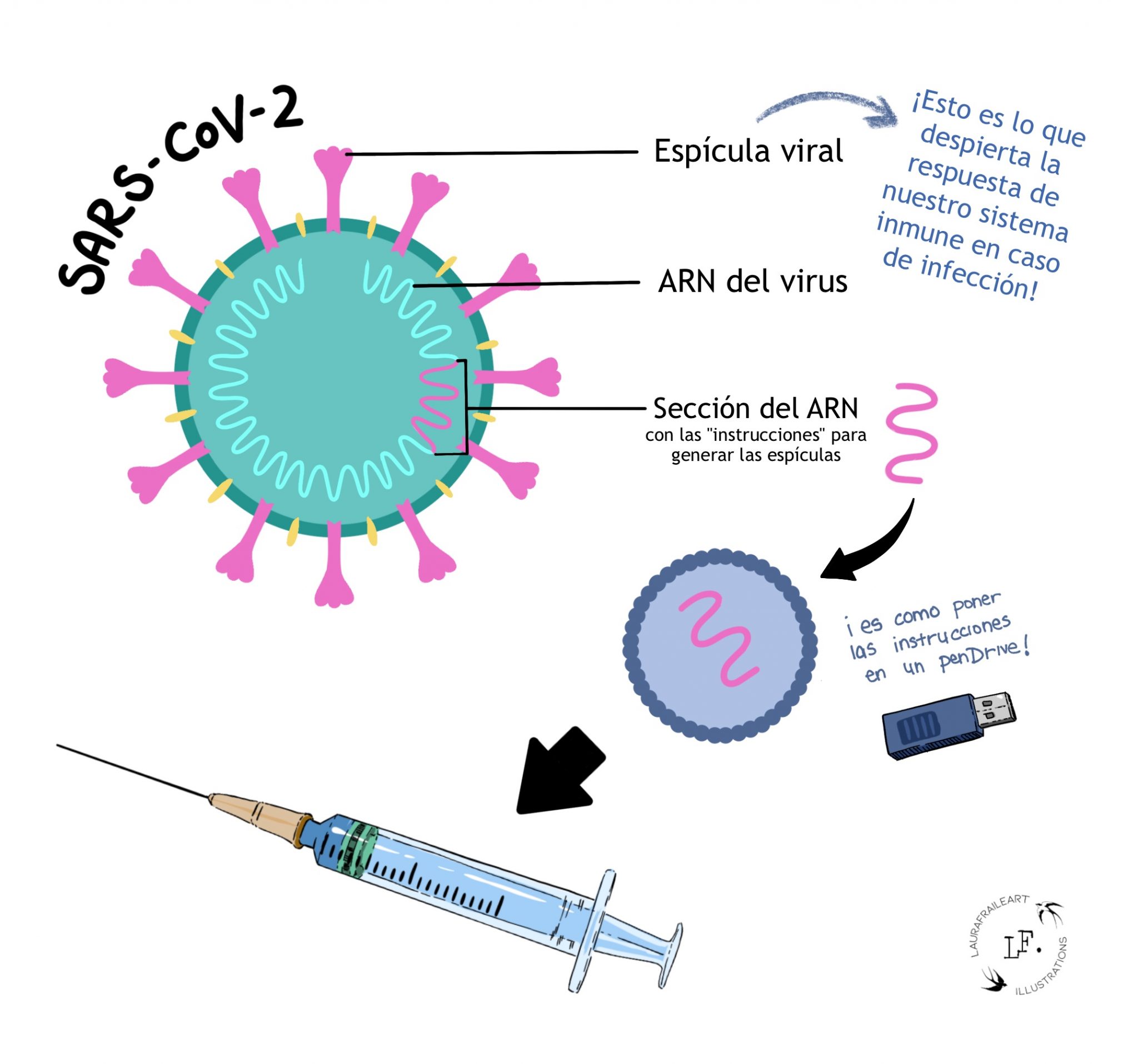 Vacunas De Arnm ¿cómo Funcionan Comunica Ciencia