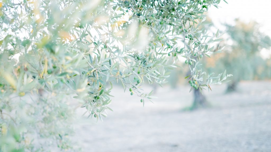 Aceitunas en el árbol con olivar de fondo en la provincia de Sevilla. 