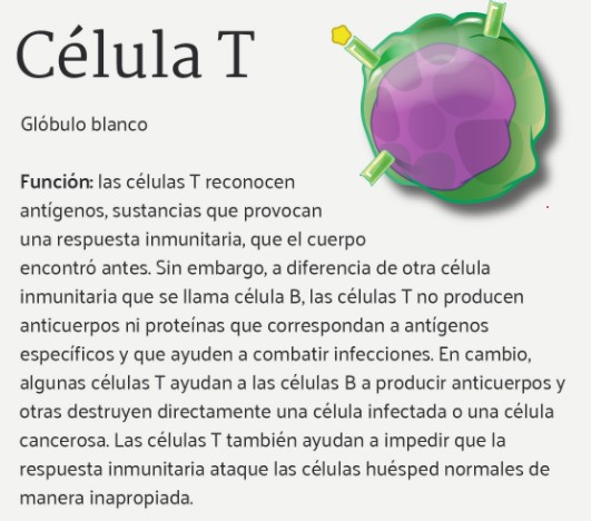 Célula T (NIH)