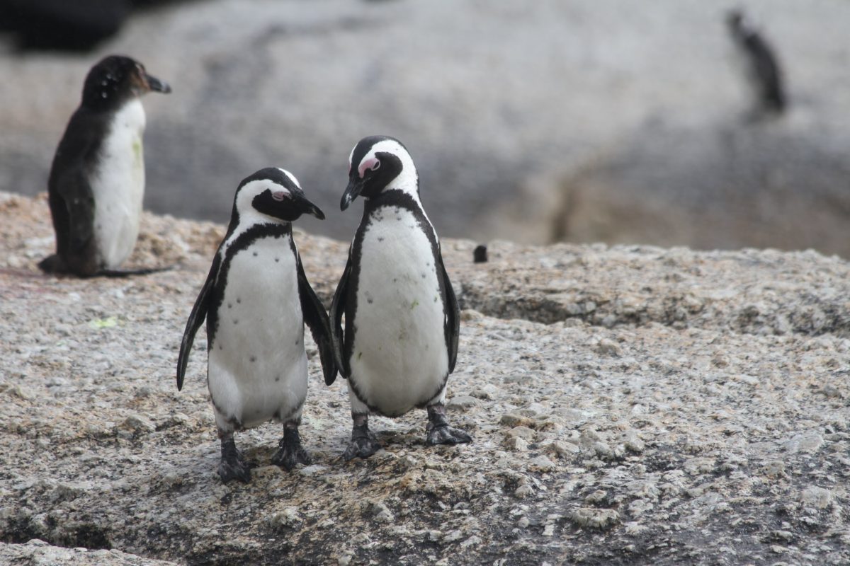 pareja pingüinos