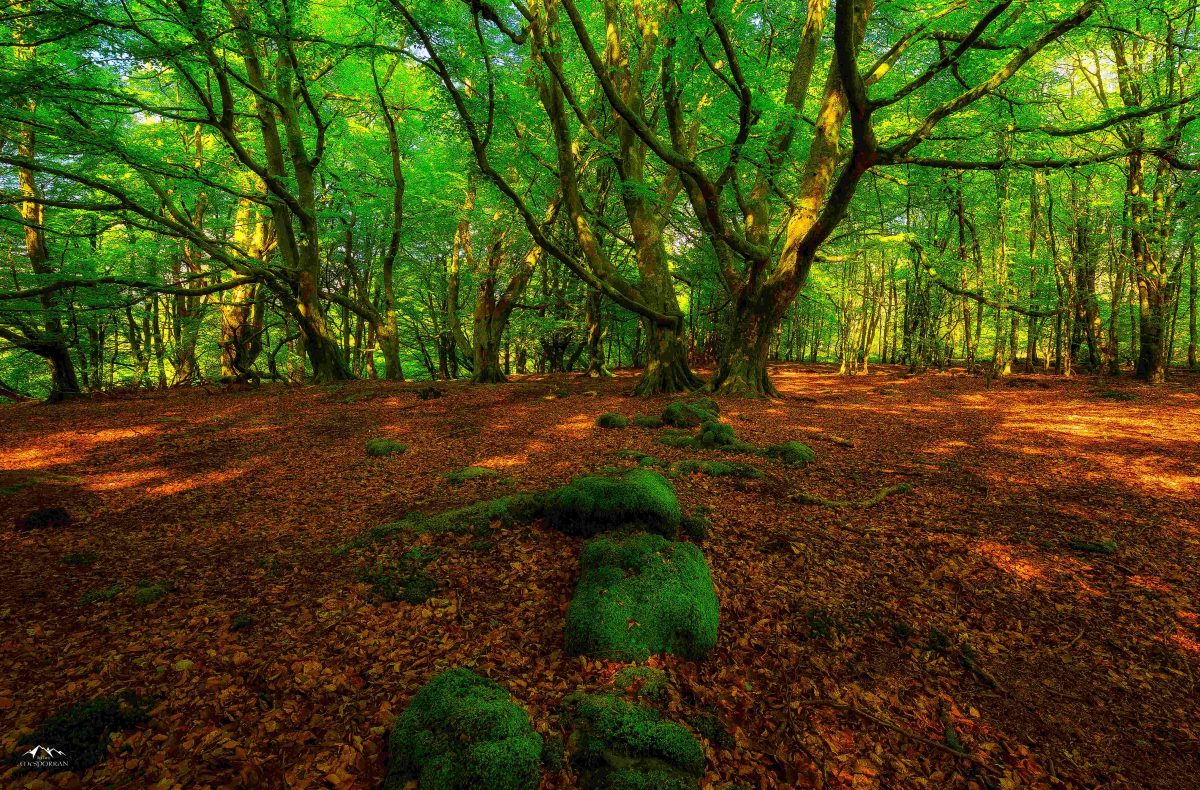 Bosque con hojas en el suelo