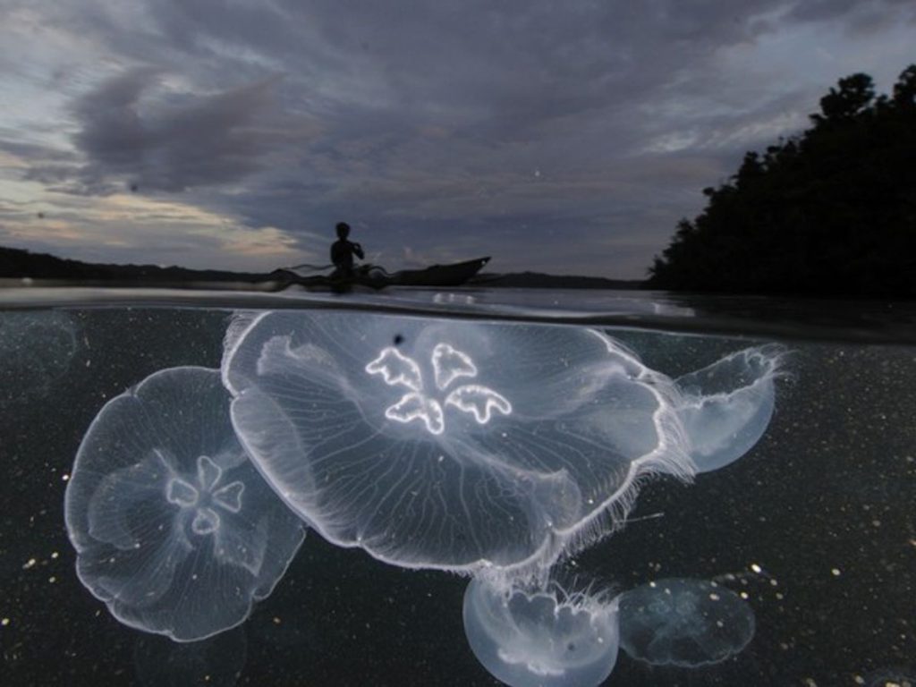 medusas transparente cristal