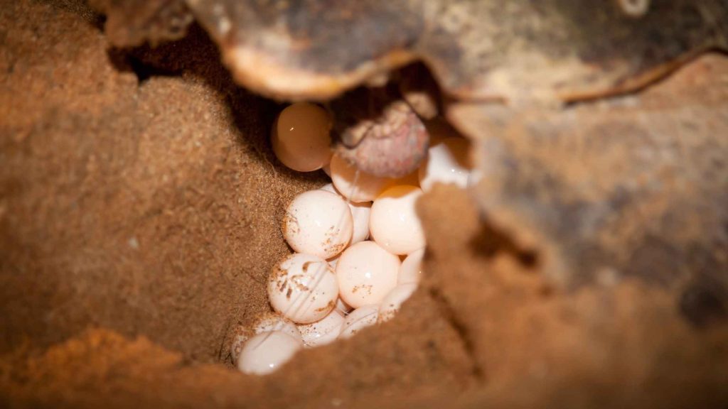 Tortuga depositando sus huevos al interior de un nido.