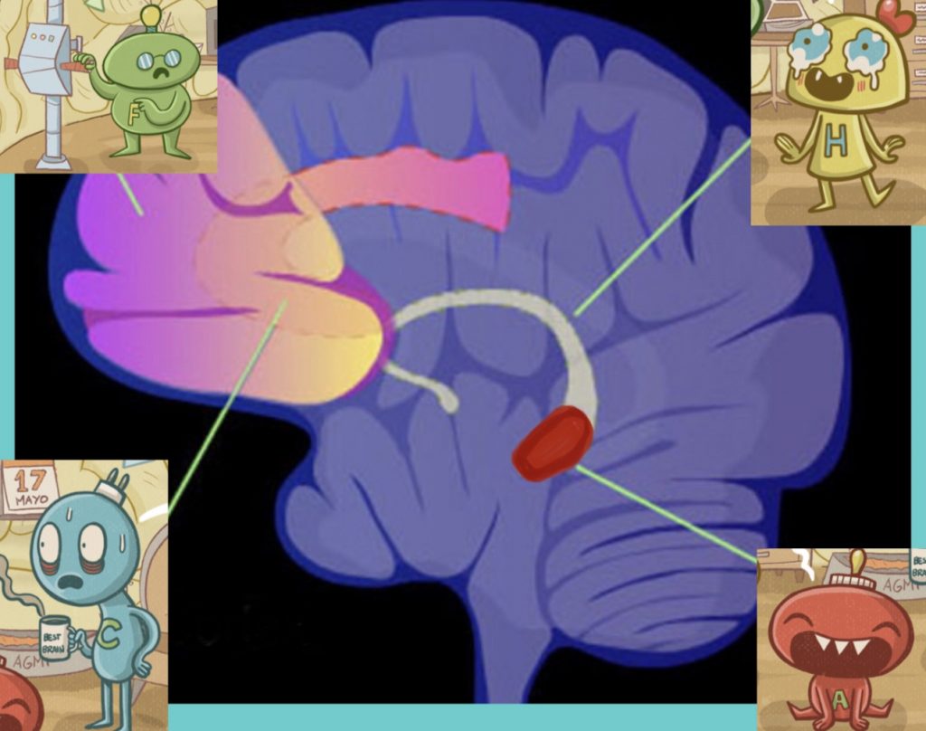 Los habitantes del cerebro: Frontal, Cíngulo su vecino de abajo, y Hipocampo y Amígdala que viven en el barrio Límbico. Son las áreas cerebrales que intervienen en la gestión de las emociones y la ansiedad. 