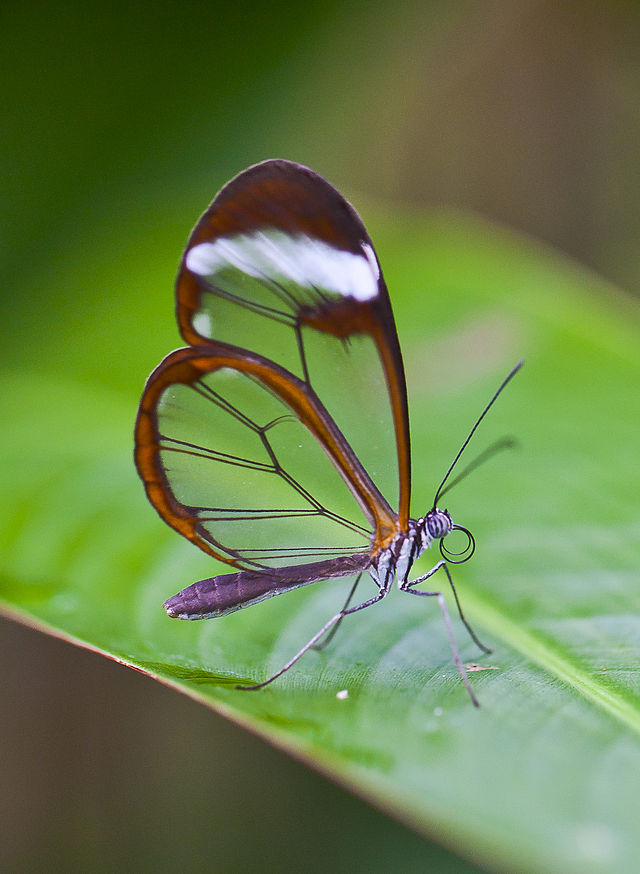 invisible mariposa transparente