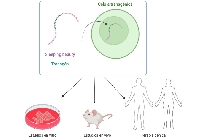Aplicación del trasposón sleeping beauty para la inserción de un transgén en células, en ratones o para terapia genica