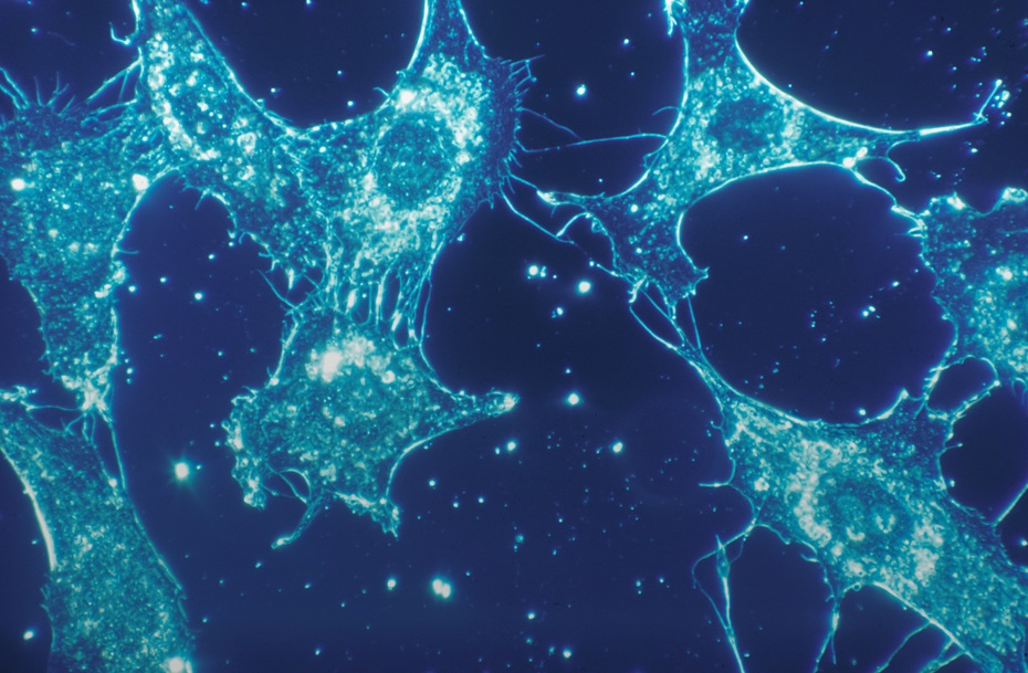 Imatge científica d'un primer pla de cèl·lules amb fons blau.