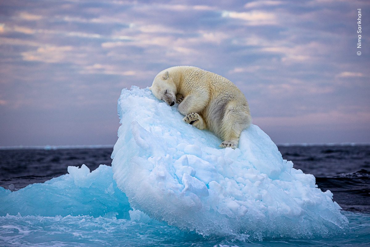 Un oso polar duerme sobre un bloque de hielo. Imagen de Nima Sarikhani.