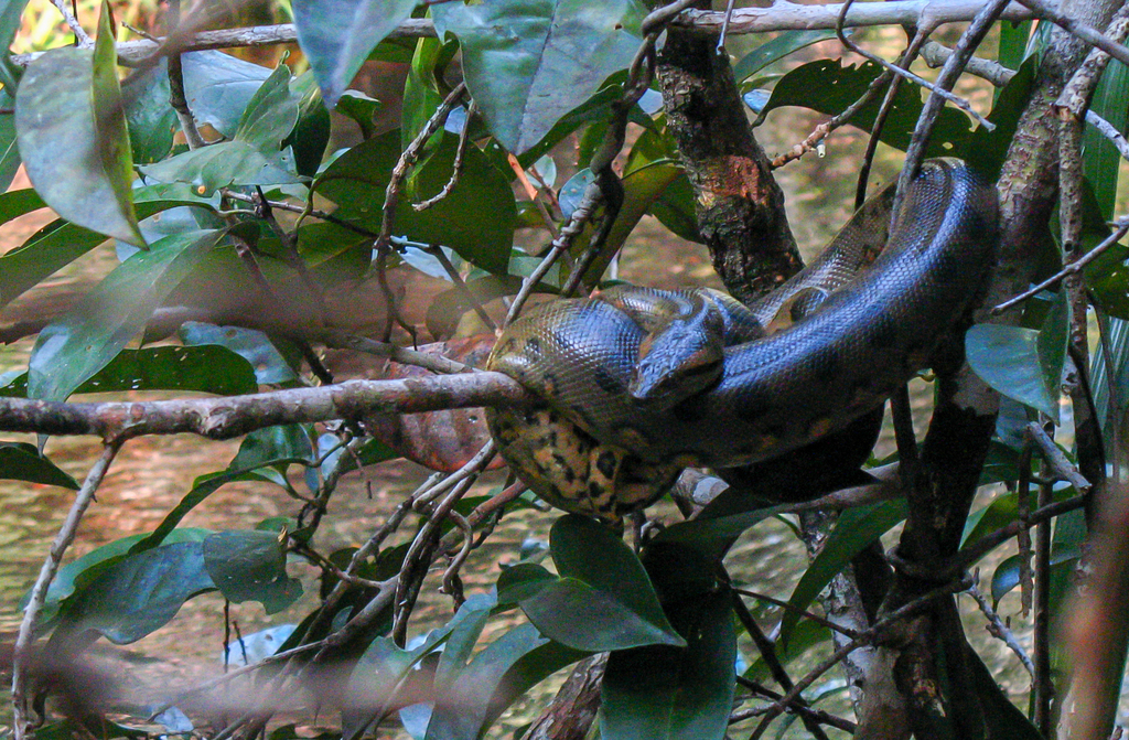 El miedo que causa la anaconda, ¿es prejuicio o desinformación? Fotografía de una anaconda verde colgando de un árbol. 
