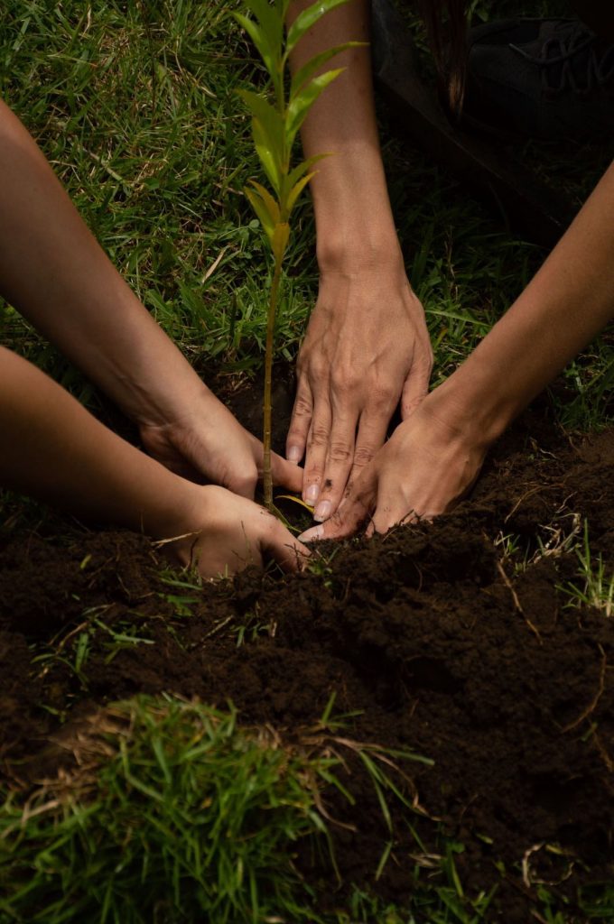 Fundación Bosque Vivo rehabilitando bosques mediante la siembra de una plántula. 