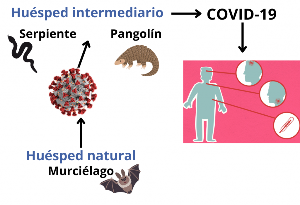 Diagrama que muestra el posible papel de los animales en la transmisión del SARS-CoV-2. La figura fue creada con Canva.