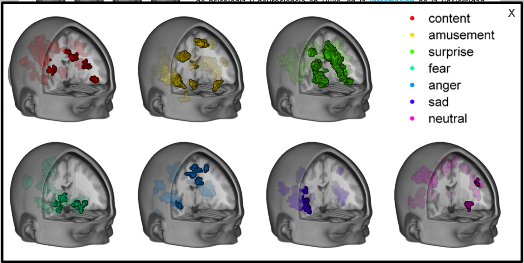 Cómo se ven las emociones en el cerebro