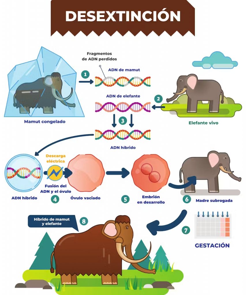 Proceso des-extincion mamut